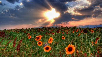 Plants, Landscape, Nature, Fields, Sunflowers HD wallpaper