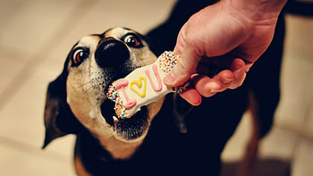 Animals, Cookies, Dog, Muzzle, Sweet, Treat HD wallpaper