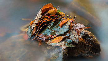 Leaves Nature, nature, leaves HD wallpaper
