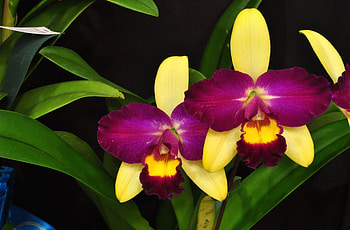 Flowers, Leaves, Lilac, Flower, Close-Up, Purple, Orchid HD wallpaper