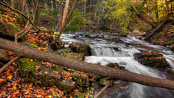 Water Stream Stones Rocks Wood Log Green Yellow Leaves Trees Forest Background Nature HD wallpaper