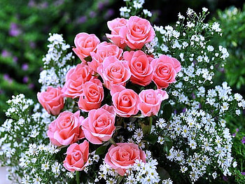 Daisies and roses, pink, white and yellow, roses, garden, flowers, daisies HD wallpaper
