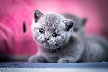 Beautiful kitten , Captivating animal charm, Mocah cuteness, Precious furriness HD wallpaper