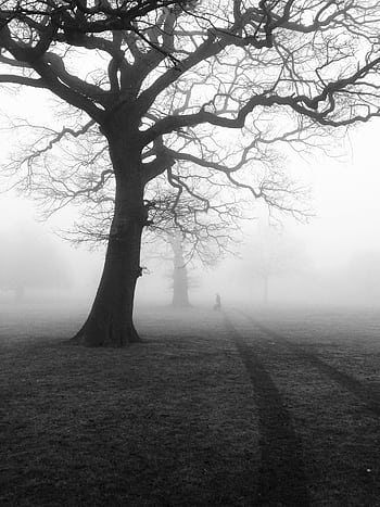 Mysterious foggy morning in a misty forest with bare trees and a lonely path. HD phone wallpaper
