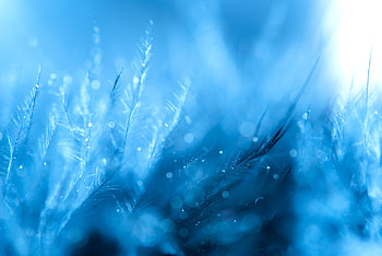 Feather, Macro, Blur, Smooth HD wallpaper