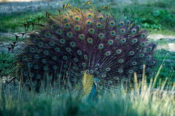 Peacock, nationalbird, feather, nature, feathers, bird, national, birds, wild, wildlife HD wallpaper