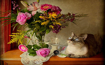 FLOWERS & CAT, Roses, Gerberas, eyes, Flowers, Bouquets, Cat HD wallpaper