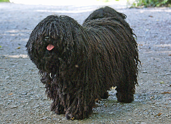 Bergamasco, Favorite dog breed, 4chan archives HD wallpaper
