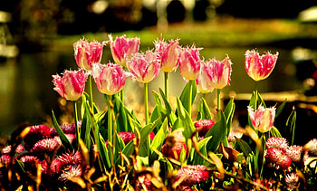 PINK TULIPS PETALS, pink, leaves, petals, garden, nature, flowers HD wallpaper
