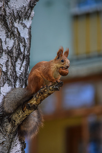 Animals, Squirrel, Wood, Fluffy, Tree, Sight, Opinion, Rodent HD phone wallpaper