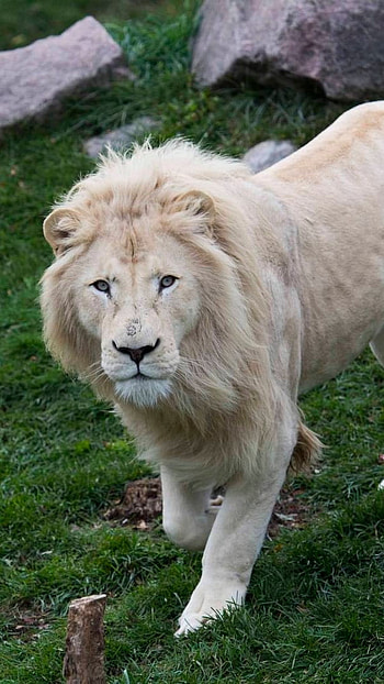 White Lion, Grass Background HD phone wallpaper