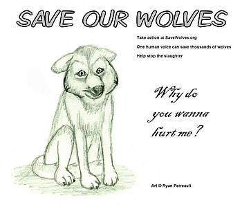 Save the Wolves, nature, endangered wolves, wolves, animals HD wallpaper