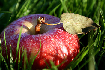 apples food fruit, Appetizing display, Culinary masterpiece, Fresh and delectable HD wallpaper