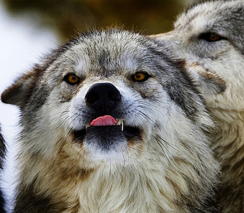 Animals, Grin, Dog, Muzzle, Predator, Wolf HD wallpaper