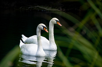 White Swans, White, Lake, Swans, Birds HD wallpaper