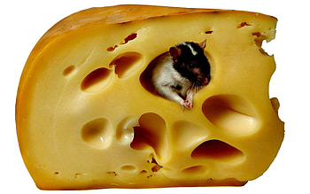 Animals, Rodents, Mice, Cheese HD wallpaper