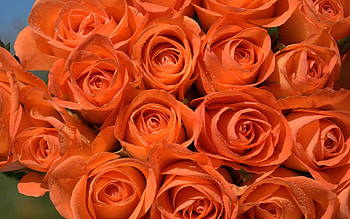 Roses, rose, flowers, flower HD wallpaper