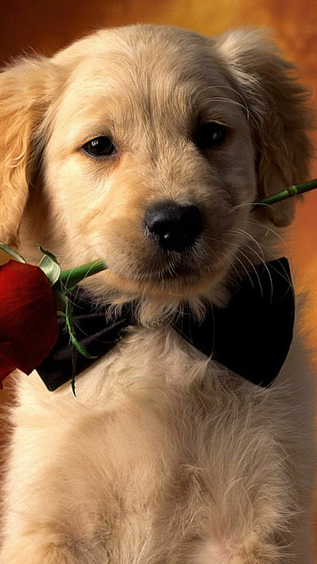 Cute puppy , High quality, Perfect pet, Adorable HD phone wallpaper