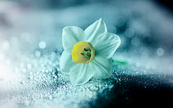 Daffodil flower petals, Drops, resolution HD wallpaper