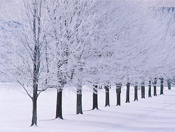 Winter, Nature, Trees, Frost, Hoarfrost, Row HD wallpaper