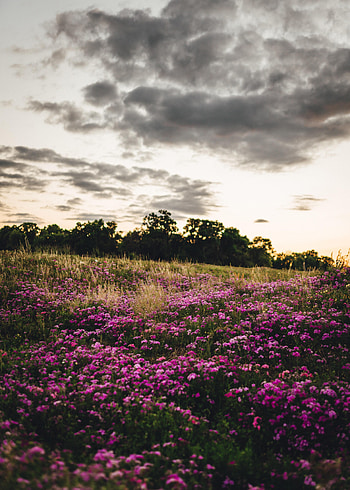 Landscape, Nature, Flowers, Trees, Field HD phone wallpaper