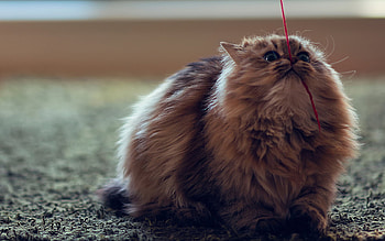 Animals, Cats HD wallpaper