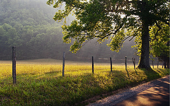 Nature, Dawn, Wood, Tree, Asphalt, Morning, Freshness, Shadows, Fencing, Enclosure, Wire HD wallpaper