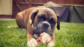 Boxer Dog, boxer, dog, animals HD wallpaper