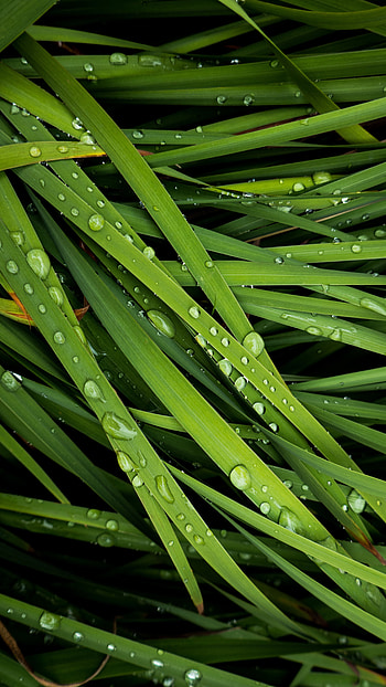 Grass, Drops, Macro, Dew HD phone wallpaper