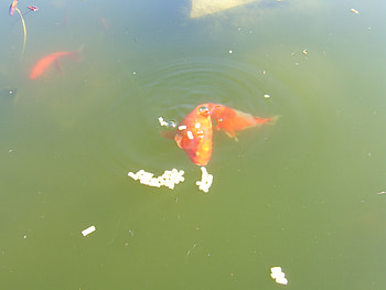 goldie, fish HD wallpaper