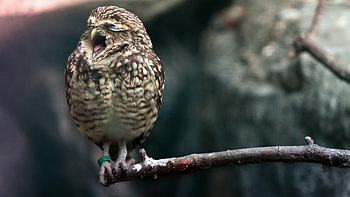 Yawning owl, display , Zeeoii , Captivating HD wallpaper