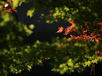 Nature, Autumn, Leaves, Branches HD wallpaper