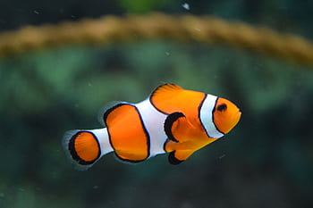 Bright orange and white clownfish swimming in a serene underwater habitat. HD wallpaper
