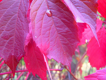 Plants, Leaves, Violet HD wallpaper
