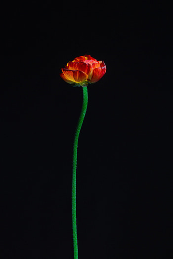 Flowers, Flower, Petals, Tulip HD phone wallpaper