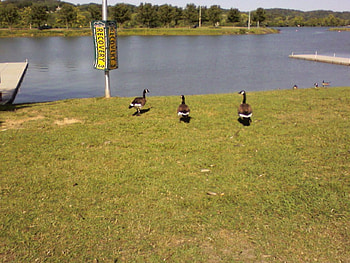 ducks on the lake, ducks, lake, tennessee HD wallpaper