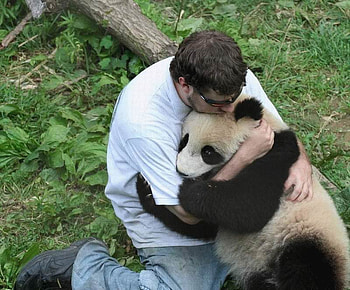hug, china, panda, black and white HD wallpaper