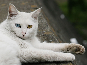 Animals, Cat, To Lie Down, Lie, Eyes, Paws, Heterochromia HD wallpaper