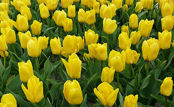 Flowers, Tulips, Flower Bed, Flowerbed HD wallpaper