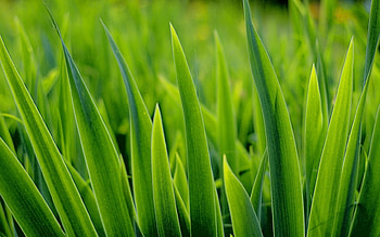 Plants, Grass, Background HD wallpaper