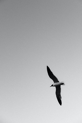 Animals, Bird, Flight, Bw, Chb, Seagull, Gull, Wings HD phone wallpaper