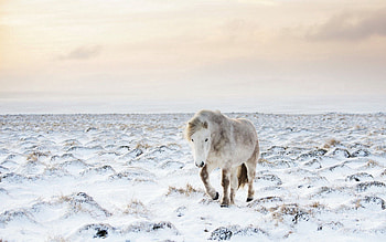Animals, Winter, Snow, Horse HD wallpaper