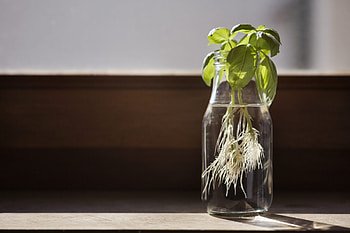 Herb propagation, Rosemary and mint, Planting guide, Garden tips HD wallpaper
