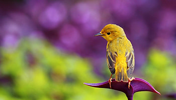 Little bird, animal, colorful, bird, flight, beautiful, spring, nice, little, summer, rest, pretty, nature, lovely HD wallpaper