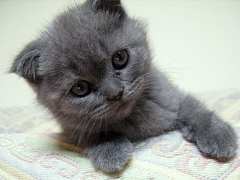 Animals, Kitty, Kitten, To Lie Down, Lie, Muzzle, Nice, Sweetheart HD wallpaper