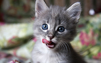 Animals, Cats HD wallpaper
