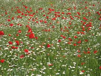 Plants, Flowers, Poppies HD wallpaper