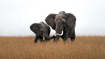 Elephant And Calf Are Standing In Dry Grass Field In Sky Background Elephant HD wallpaper