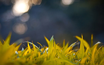 Grass, Background, Macro, Glare, Light, Form, Light Coloured HD wallpaper
