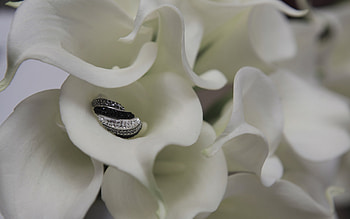 Flower, Macro, Petals, Ring, Calla HD wallpaper